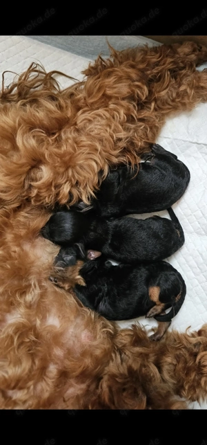 Zwergpudel Welpen Black & Tan zu verkaufen!