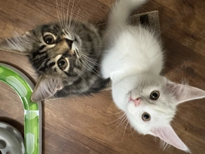 2 sibirische liebevolle brüder