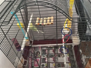 Zwei Wellensittiche zu verkaufen 