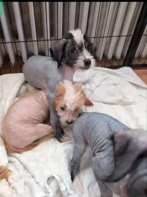 Chinesische Schopfhundwelpen