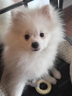 Chihuahua pomeranian mix