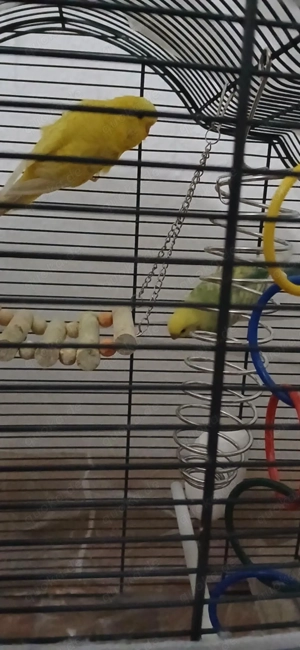 Zwei Wellensittiche zu verkaufen  Bild 4