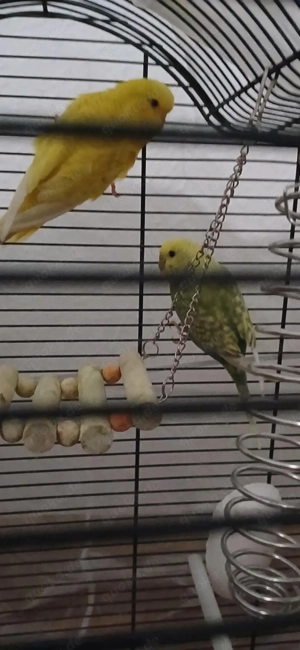 Zwei Wellensittiche zu verkaufen  Bild 3