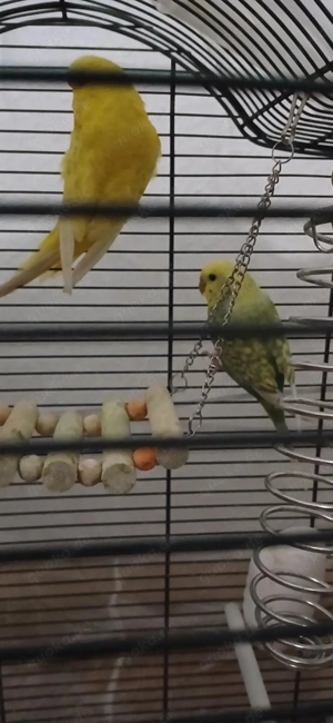 Zwei Wellensittiche zu verkaufen  Bild 2