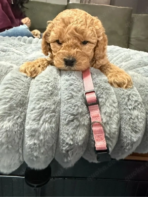 Cokapoo   Maltipoo Welpen Bild 6