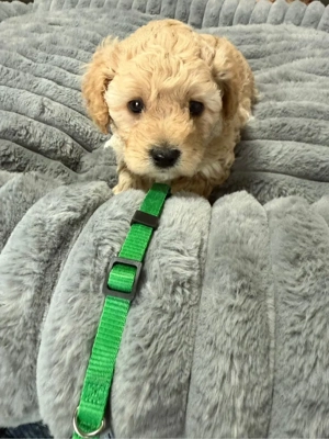 Cokapoo   Maltipoo Welpen Bild 2