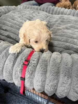 Cokapoo   Maltipoo Welpen Bild 5