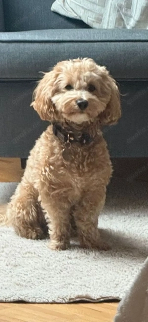 Cokapoo   Maltipoo Welpen Bild 7