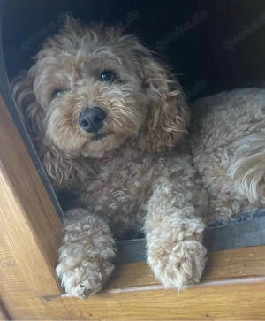 Cokapoo   Maltipoo Welpen Bild 8