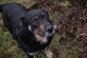 *JÜRGEN* - ein braver und ruhiger Rüde, der in einem gemäßigten Tempo seine Welt entdecken möchte