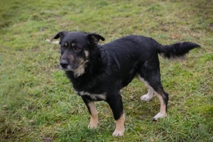 *JÜRGEN* Der freundliche Rüde lernt gerne und schnell, und er genießt die Menschennähe