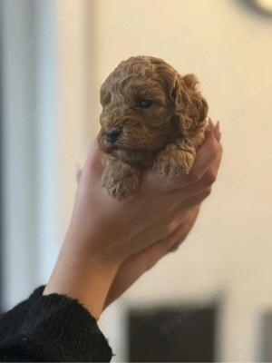 Cavapoo Welpen aus Top Verpaarung