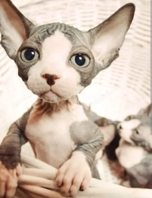 nacktkatze sphynx
