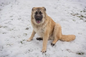 *KALEO* hat sich zu einem freundlichen Junghund entwickelt. 