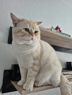 BKH Kater - Bringen möglich 