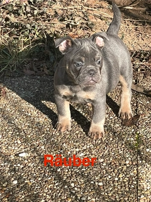 Alternativ Bulldoggen 11Wochen alt suchen neues Zuhause