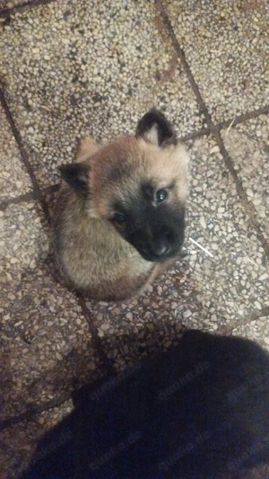 Keine Couchpotatos! X Herder Welpen für aktive Menschen 