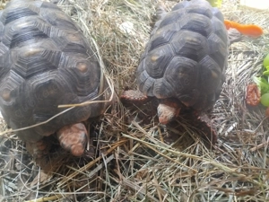 2 Köhlerschildkröten 