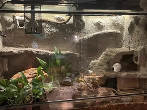 verkaufe weibliche Königspython mitbTerrarium komplett 