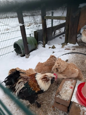 Bruteier Zwerglachshühner Zwerghuhn Zwerglachs Küken 