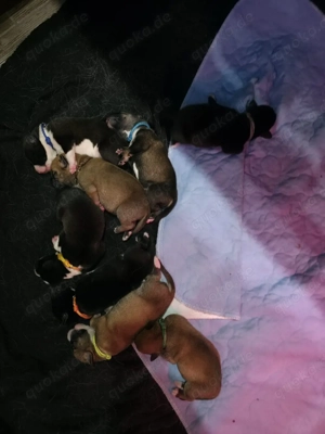 wunderschöne Schäferhund-Mischlingswelpen 