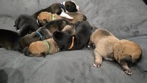 wunderschöne Schäferhund-Mischlingswelpen  Bild 3