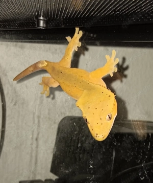 Kronengecko Dalmatiner mänchen 