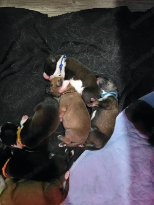 wunderschöne Schäferhund-Mischlingswelpen  Bild 2