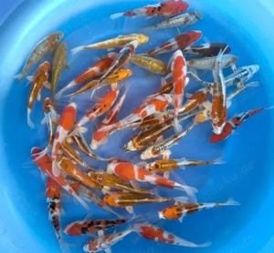 Japan Koi Marusei, Hiroi, Fukosawa, Takahashi & Co. bei koiplus