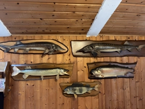 Fischpräparate zu verkaufen Preisverhandlung