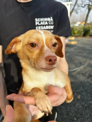 Miri kleine Chihuahua-Mischlingshündin 