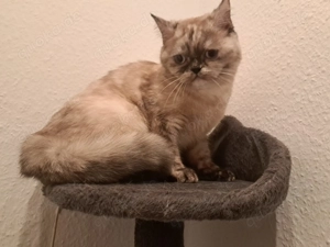 Katze zur Adoption