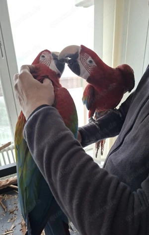 Dunkelrotaras Pärchen