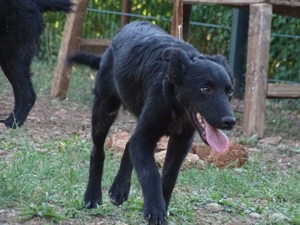 Border Collie Mix Rüde 10 Monate 12kg Ausreise NACH ADOPTION AUS KROATIEN Bild 8