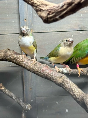 Gouldamadinen abzugeben  Zuchtaufgabe