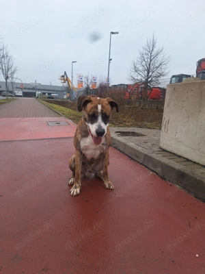 Mischlingsrüde 3 Jährig