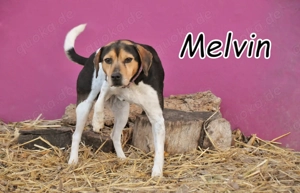 Melvin bringt so viel Lebensfreude mit   darf er sie bald mit seinen eigenen Menschen teilen?