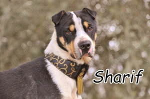 Sind Sie der Mensch, der Sharif zeigt, dass seine Zukunft heller ist als seine Vergangenheit?