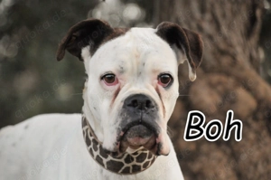 Bist du der Mensch, der Boh zeigt, dass sie nicht mehr auf ein liebevolles Zuhause warten muss?