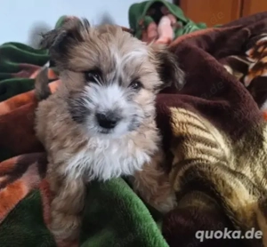 Wunderschönes Bolonka Mädchen, 16 Wochen alt