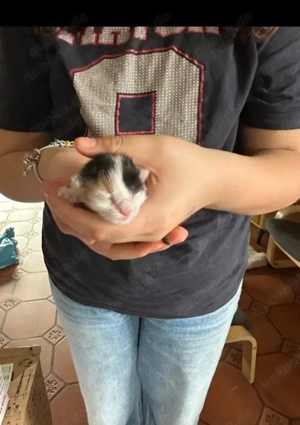 wunderschöne Maine-Coon-Kätzchen suchen ein liebevolles Zuhause