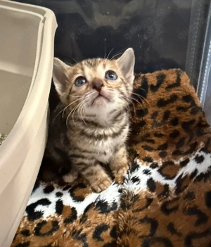 Bengal Kitten