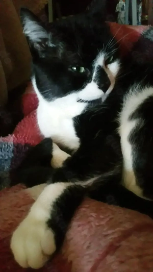 Katzenbetreuung in Notzeiten