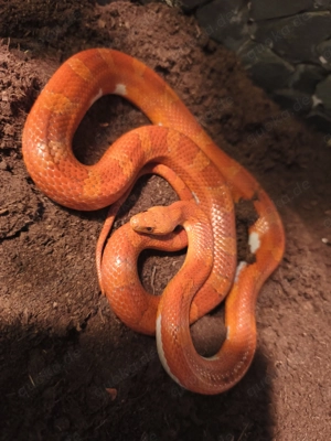 1.1 Hypo Bloodred Pied NZ 23   1.1 Bloodred Pied NZ 23