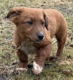 Leonardo der kleine Knopf   PLZ 82284