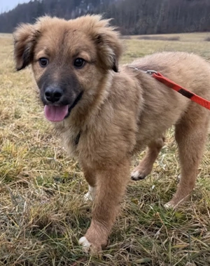 Herny der süße Knopf sucht noch seinen Wirkungskreis   PLZ 82284