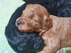 super süße Maltipoo Welpen