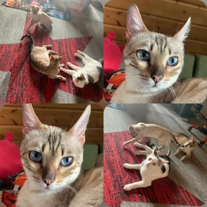 Snow Bengal mit Stammbaum 