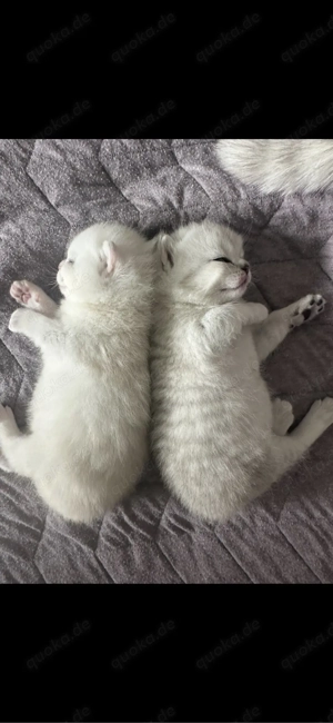 BKH Kitten - Reservierung möglich