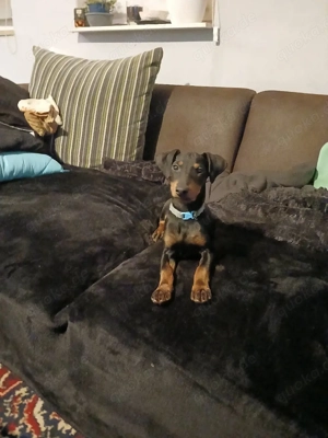 1 Manchester Terrier Welpchen   Hündin  